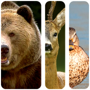 Voices of animals for hunting icon
